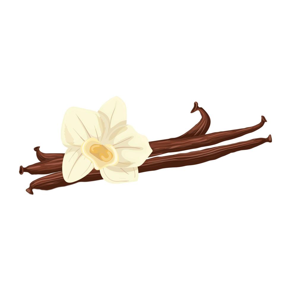vanilla flavor cartoon vector illustration