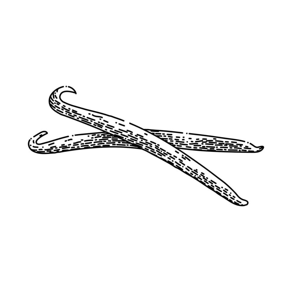 vanilla stick sketch hand drawn vector