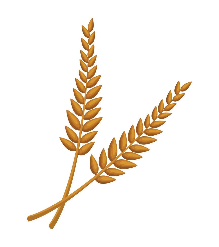 golden barley spikes vector