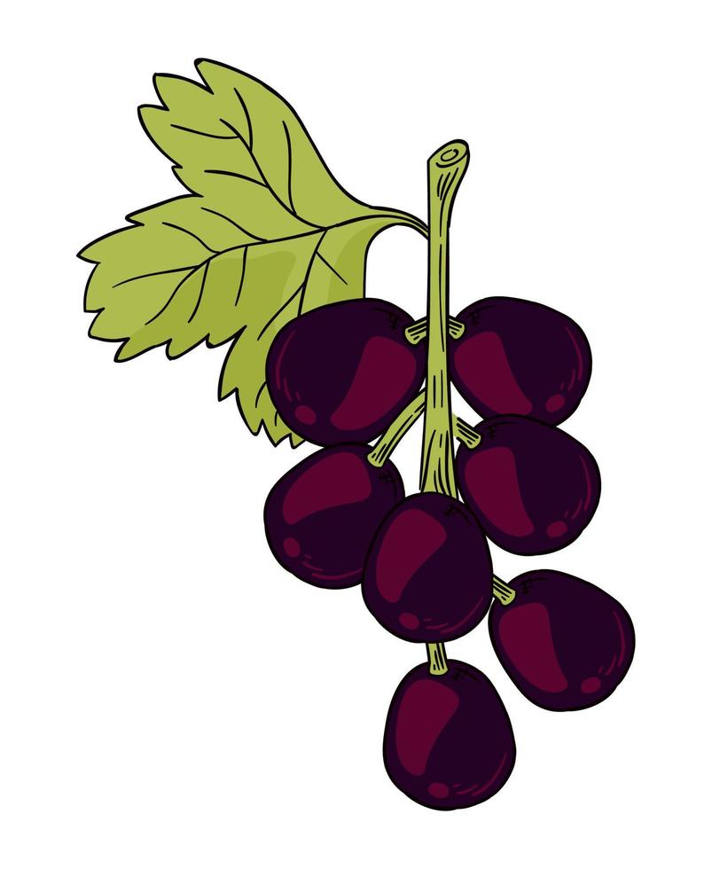 grapes fresh fruits healthy vector