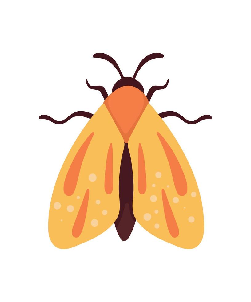 yellow moth insect animal vector