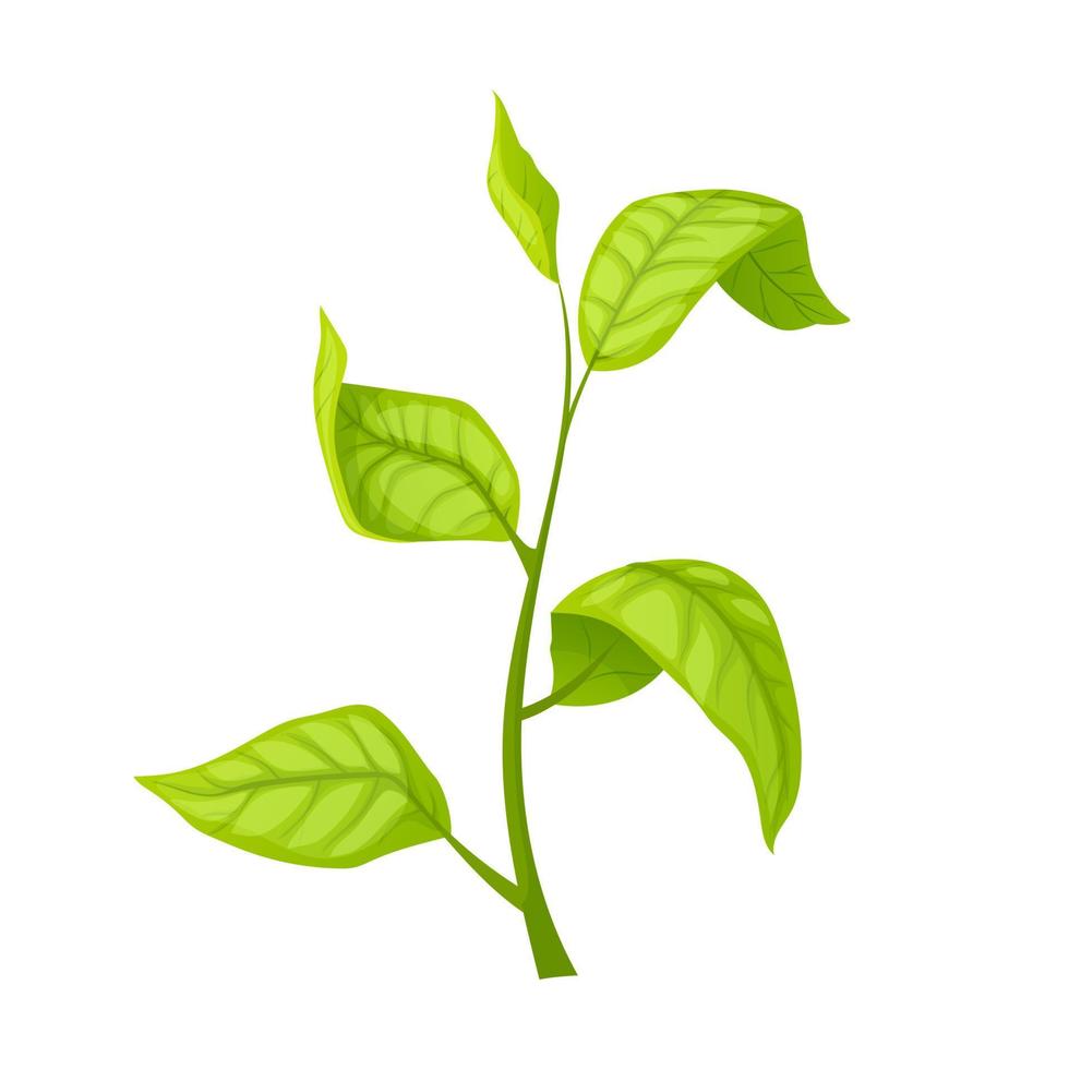 green tea leaf cartoon vector illustration