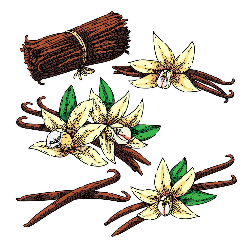 flor de vainilla conjunto boceto vector dibujado a mano