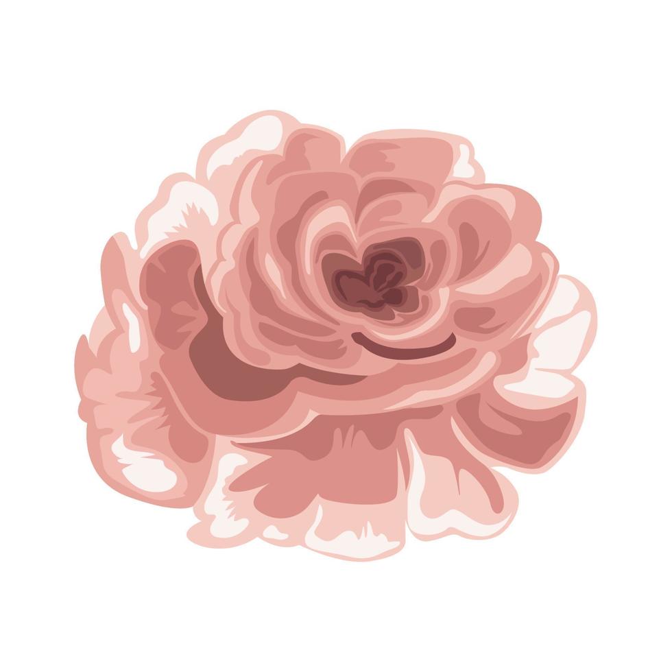 pink rose flower open vector