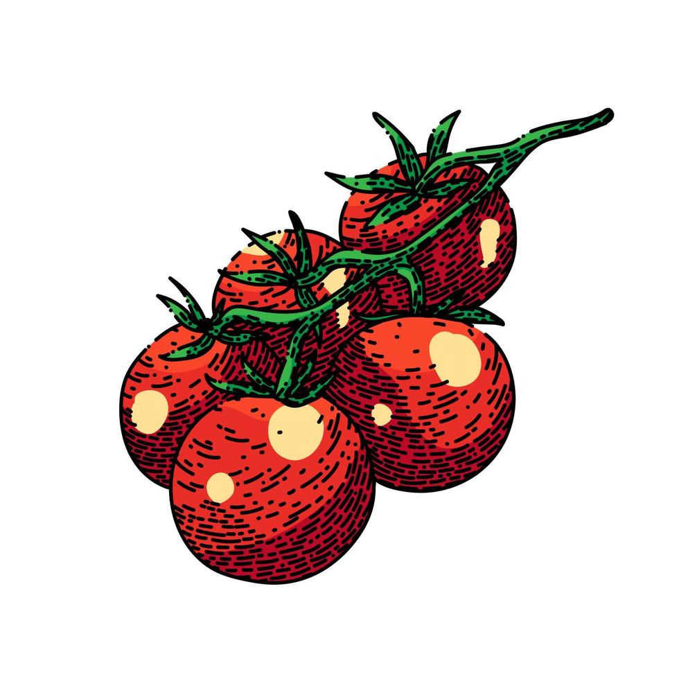 cherry tomatoes sketch hand drawn vector