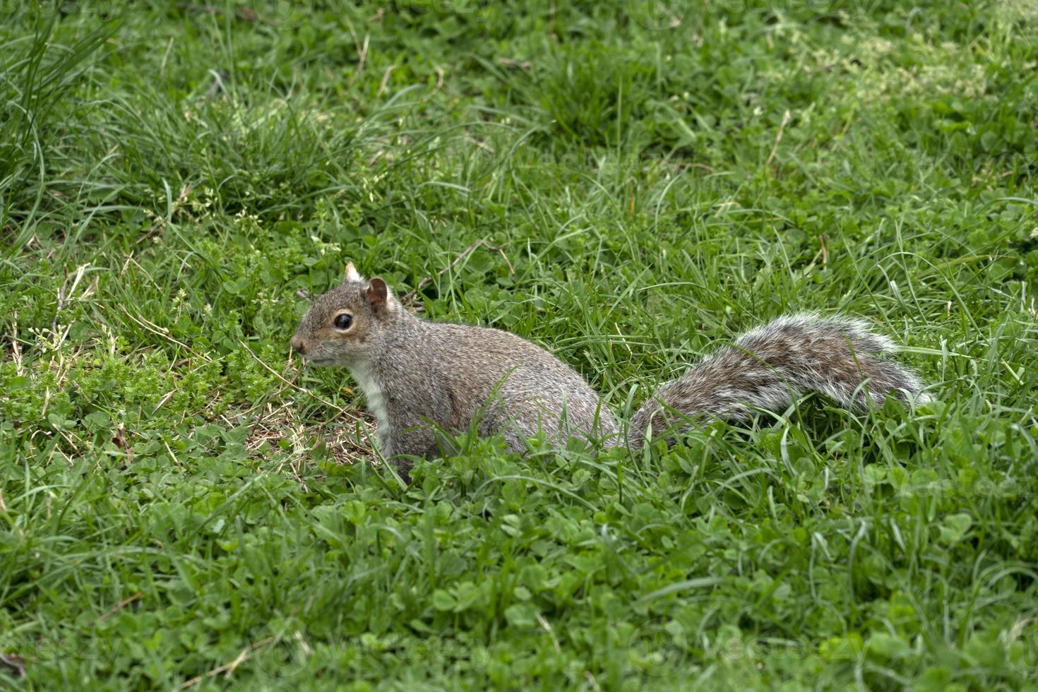 Squirrel looking at you in Washington photo