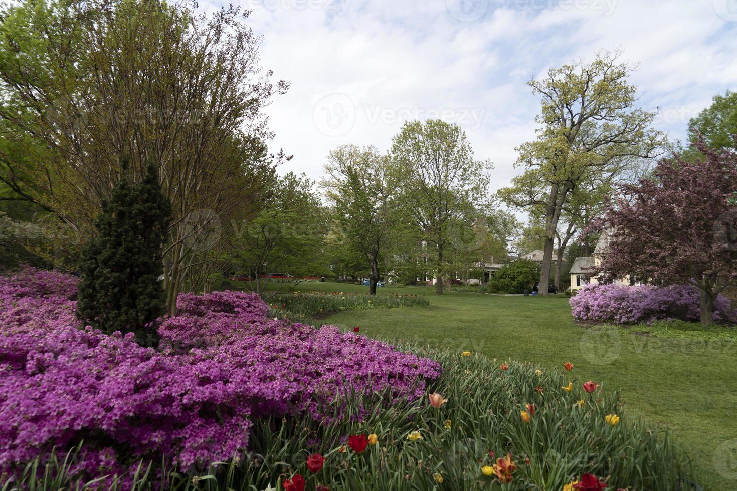 tulip blossom in baltimore sherwood gardens photo