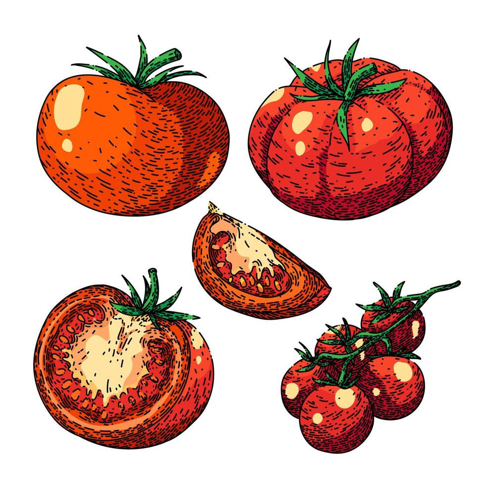 tomato red set sketch hand drawn vector