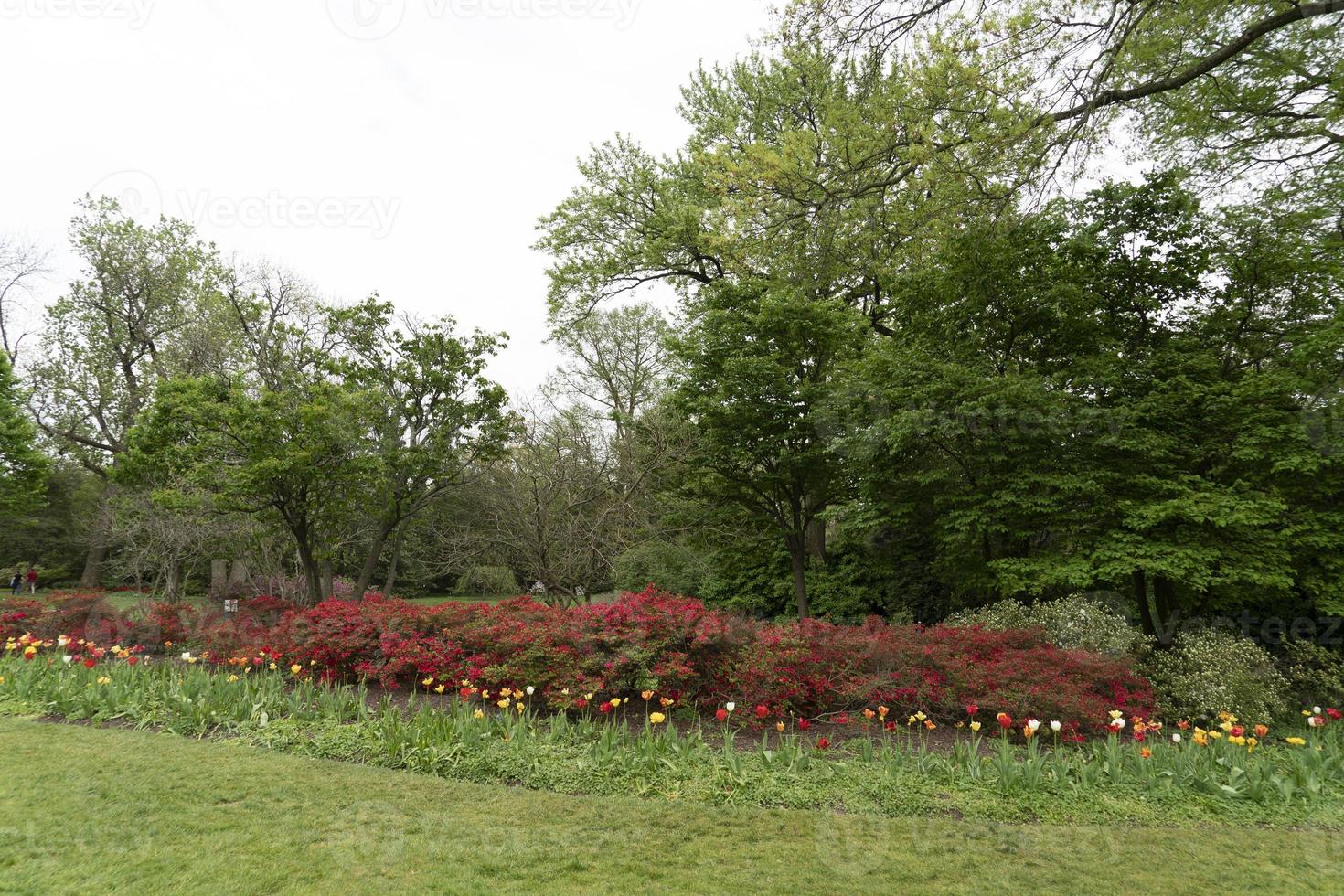 tulip blossom in baltimore sherwood gardens photo