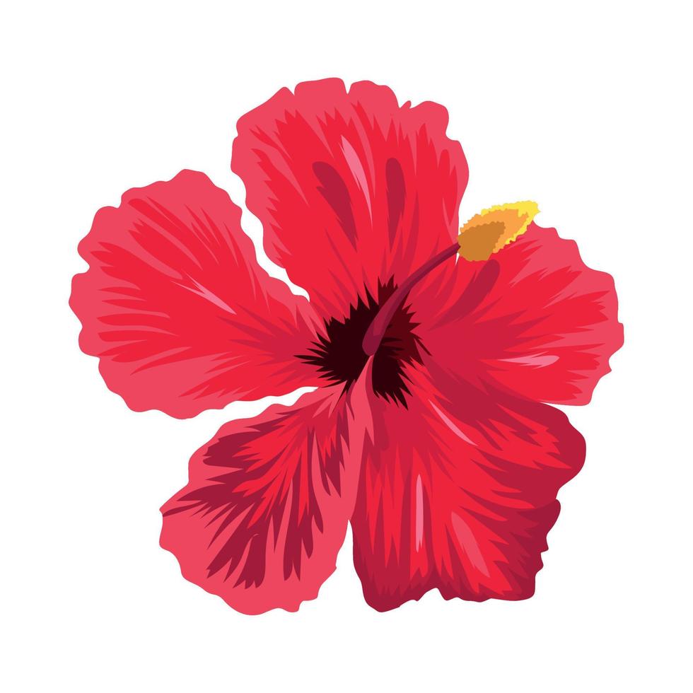 red exotic flower hibiscus vector