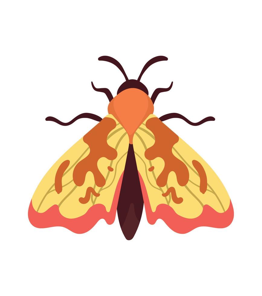 orange moth insect animal vector