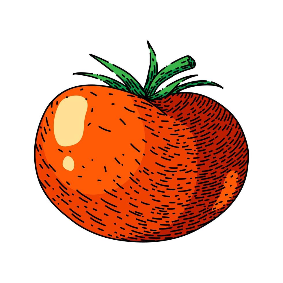 tomate vegetal boceto dibujado a mano vector