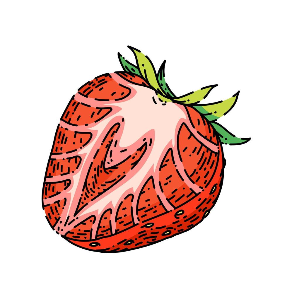 strawberry sketch hand drawn vector