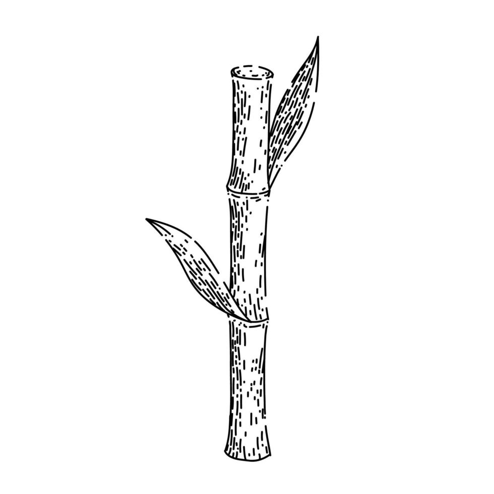 vector dibujado a mano de boceto de caña de azúcar