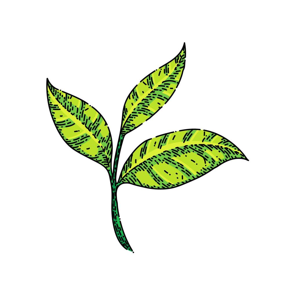 green tea leaf sketch hand drawn vector