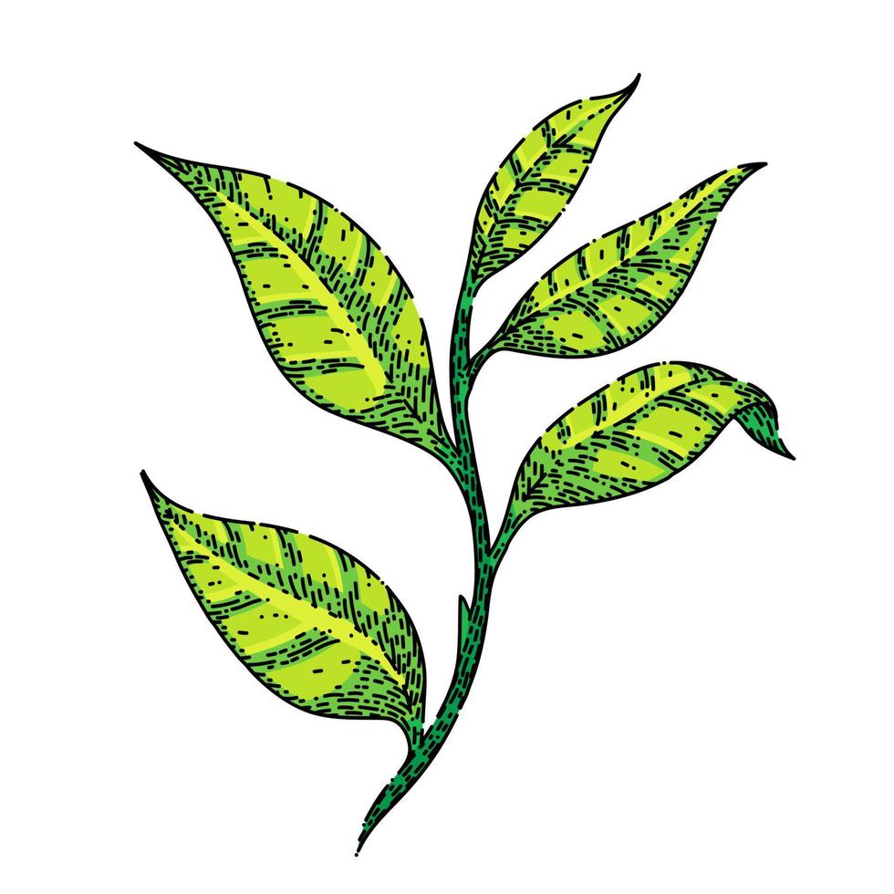 black tea leaf sketch hand drawn vector