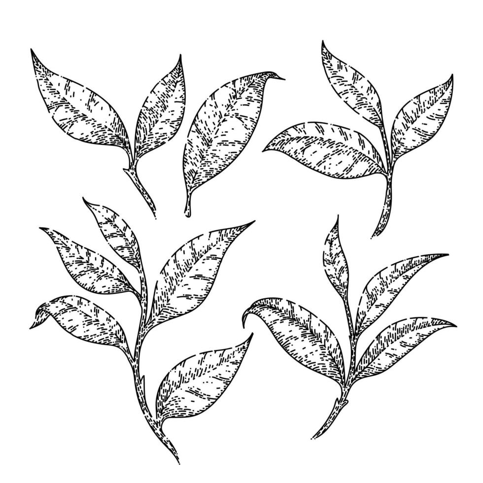 tea green leaf set sketch hand drawn vector