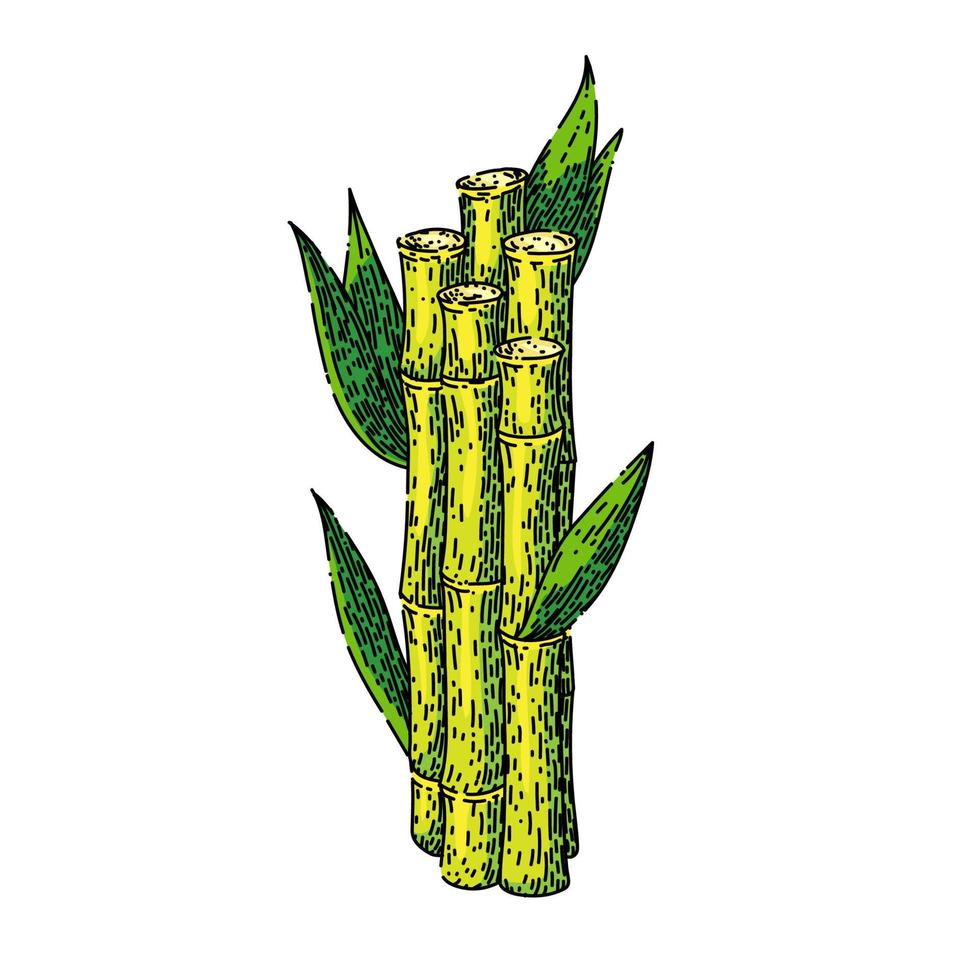 sugar cane sketch hand drawn vector