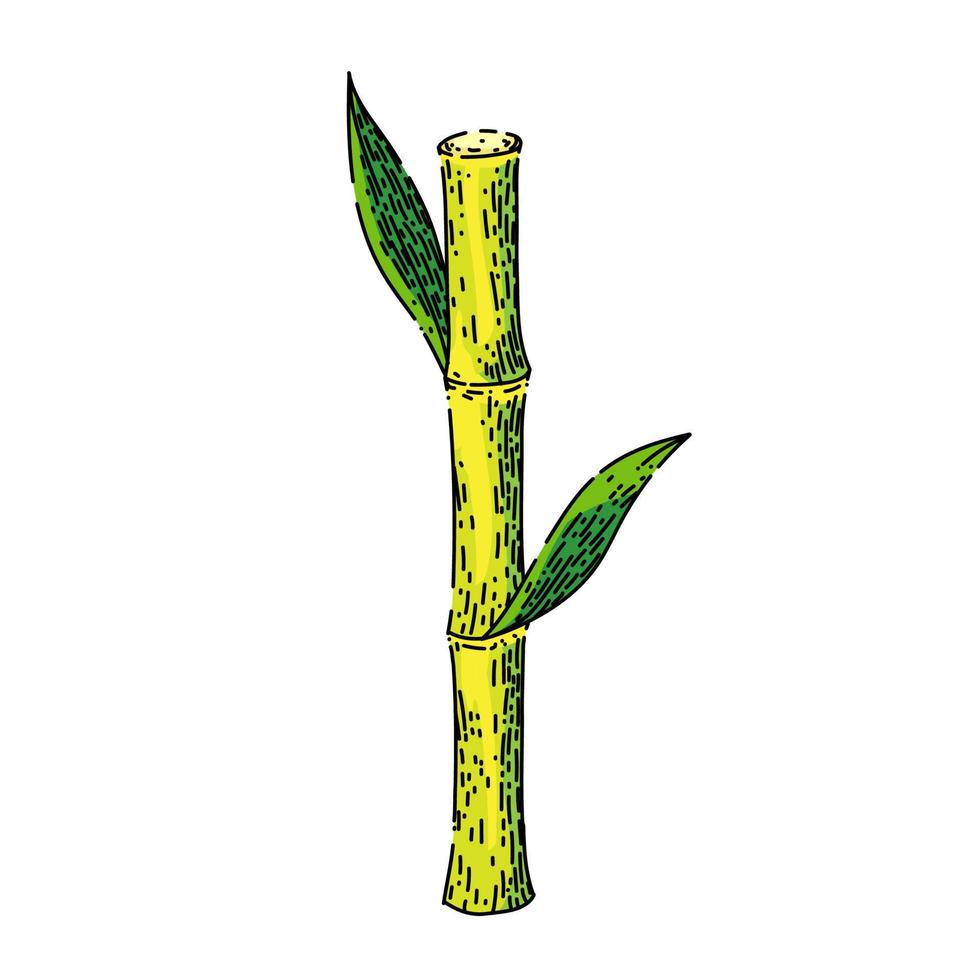 sugar cane sketch hand drawn vector