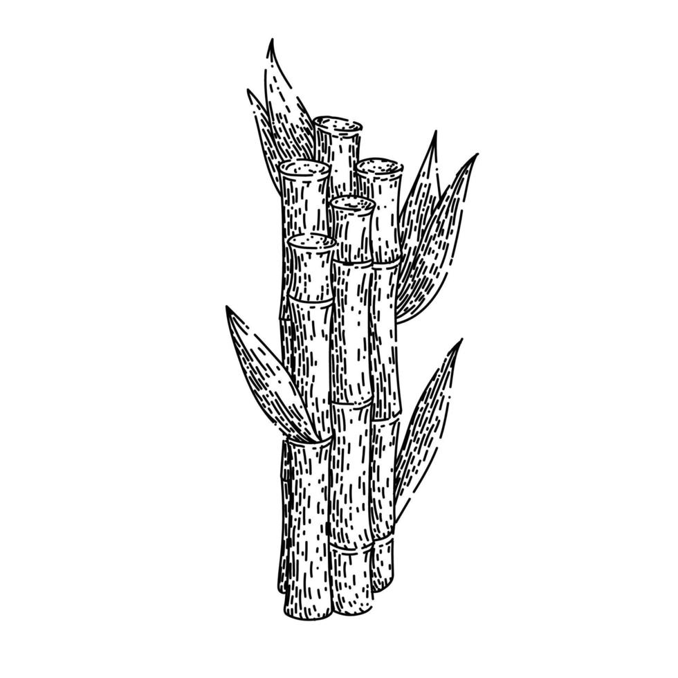 sugar cane sketch hand drawn vector