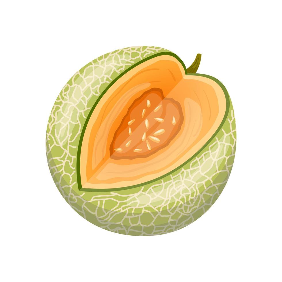 melon cantaloupe cartoon vector illustration