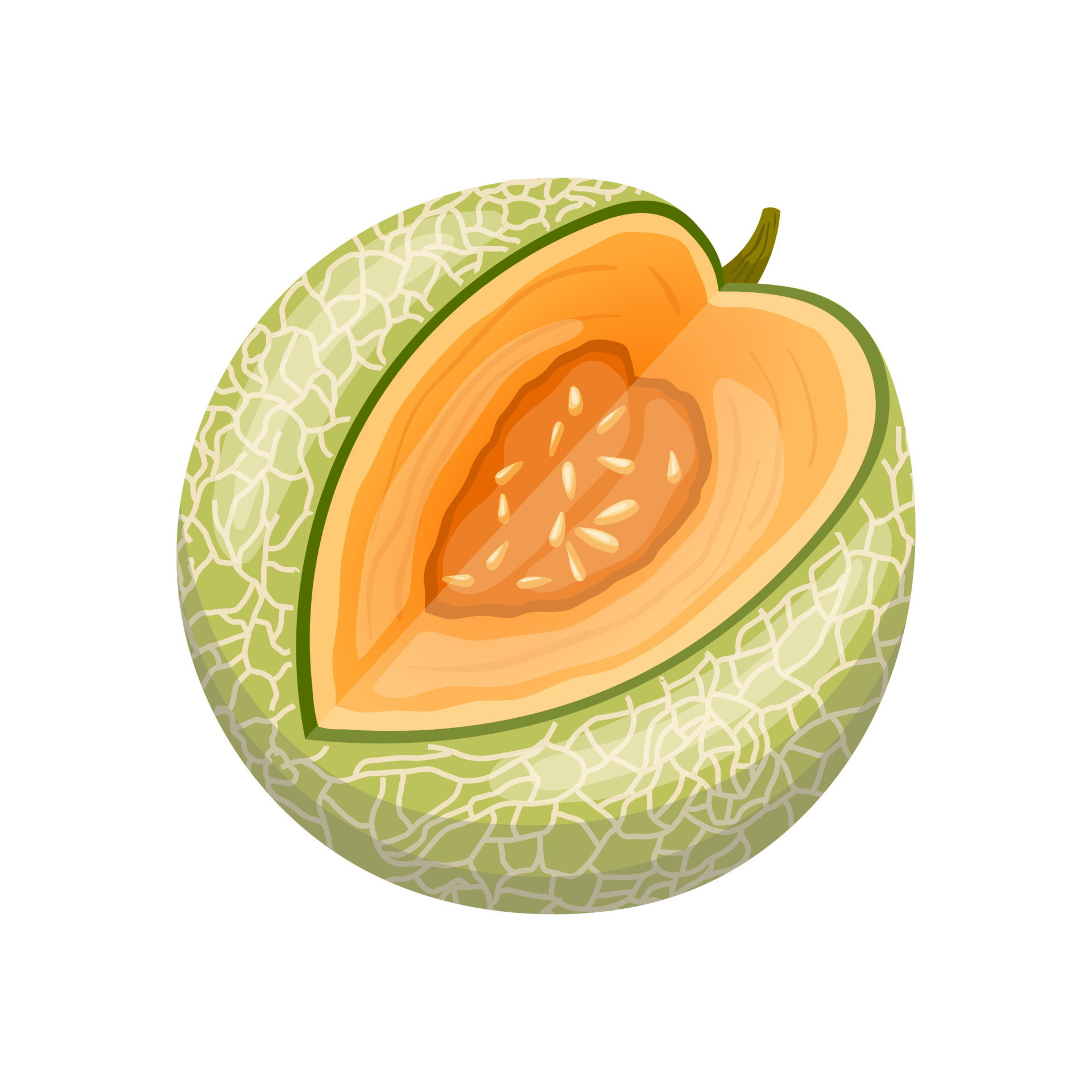 melon cantaloupe cartoon vector illustration 17407167 Vector Art at