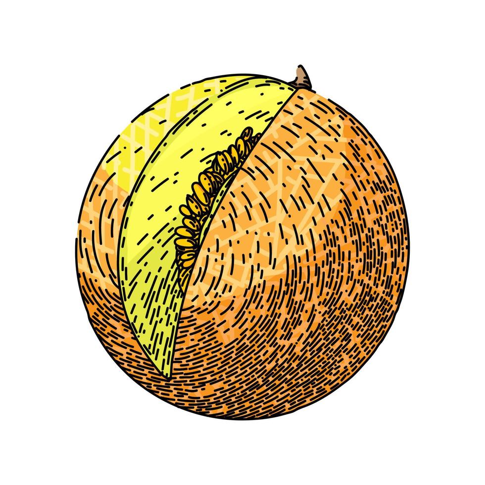 melón amarillo boceto dibujado a mano vector