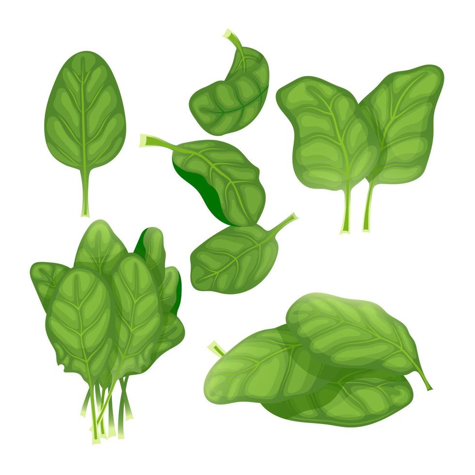 spinach green leaf set cartoon vector illustration