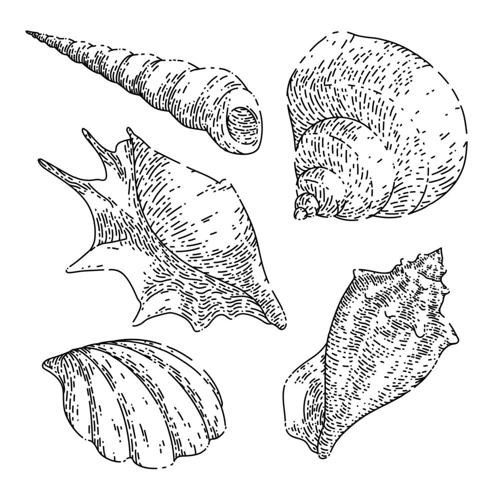 shell sea set sketch hand drawn vector