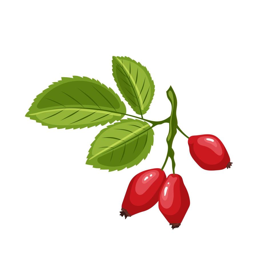 rosehip plant cartoon vector illustration