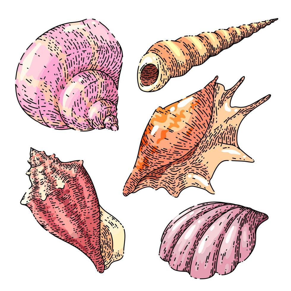 shell sea set sketch hand drawn vector