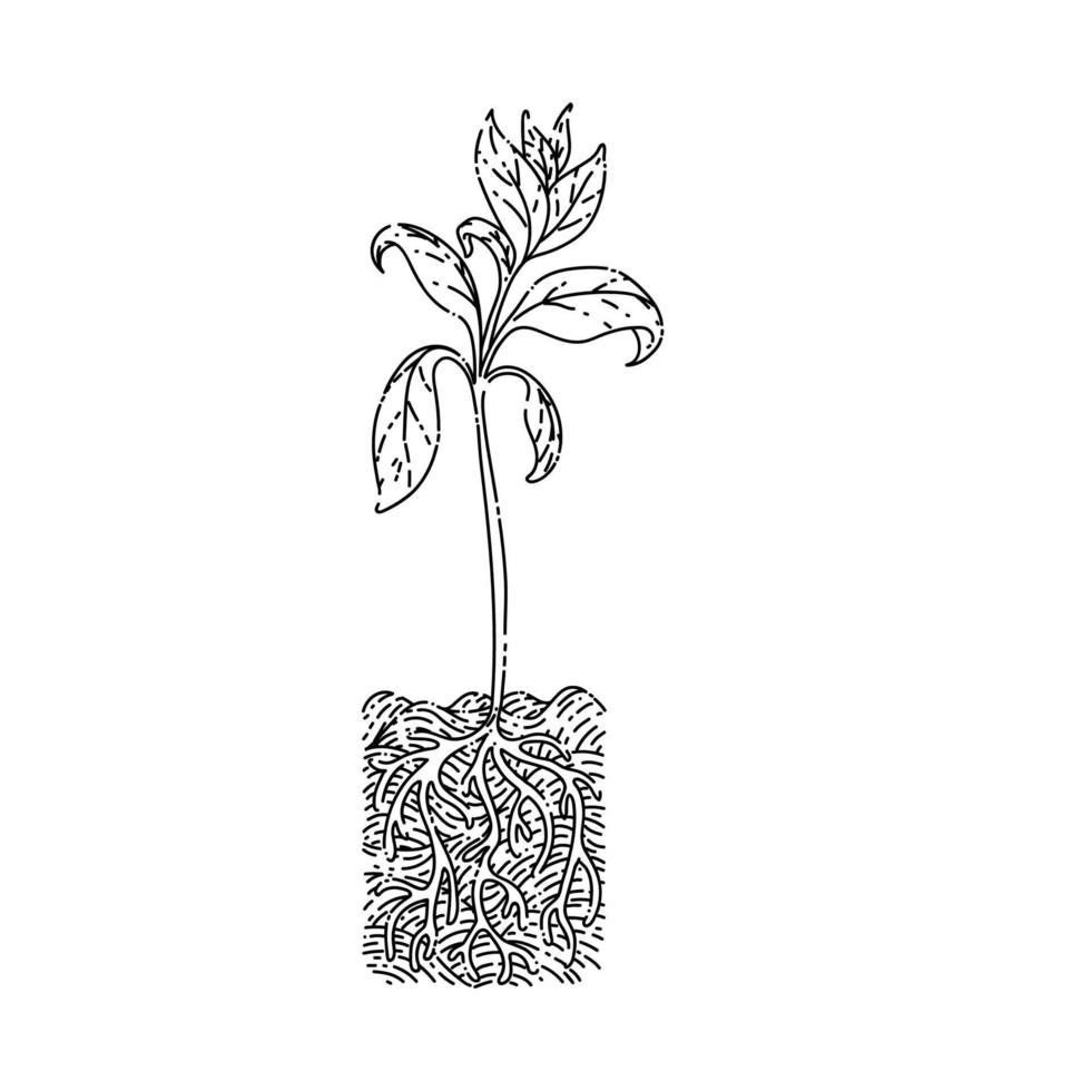 mature plant sketch hand drawn vector