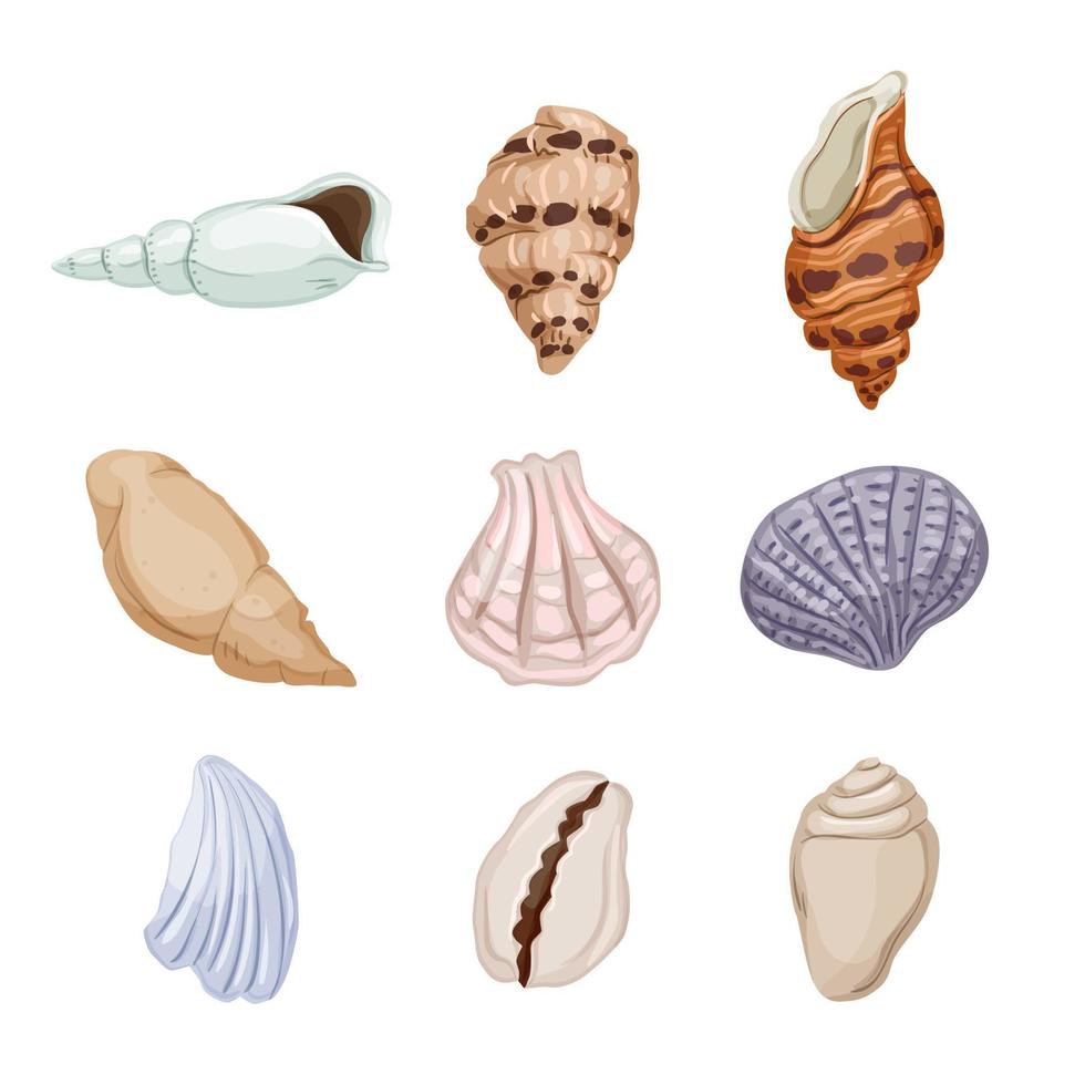 conjunto de conchas marinas ilustración vectorial de dibujos animados vector