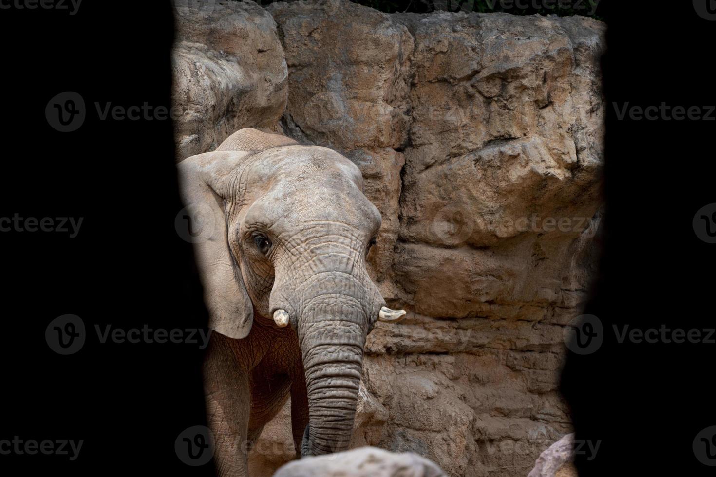 Elphant portrait from hidden place while hiding inside a cave photo