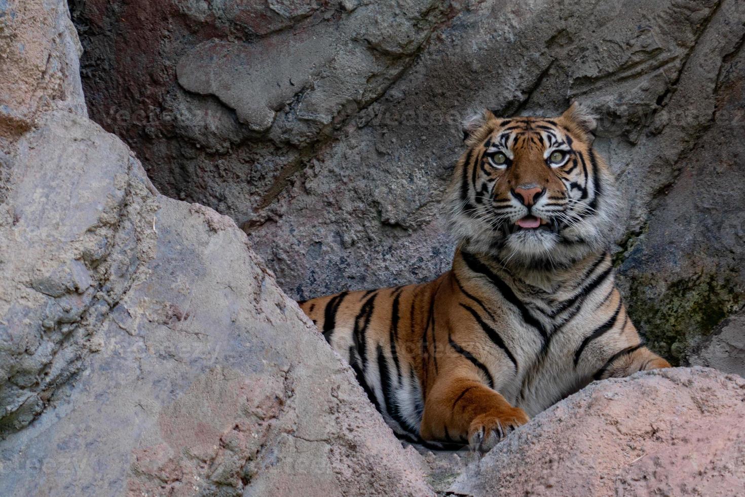 sumatra tiger portrait close up while looking at you photo