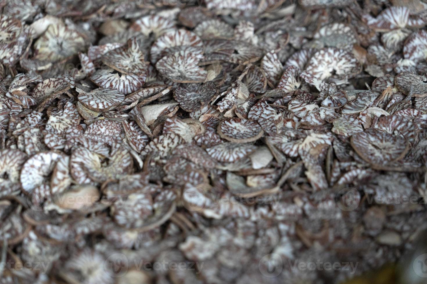 Betel seed made of cutted khat photo