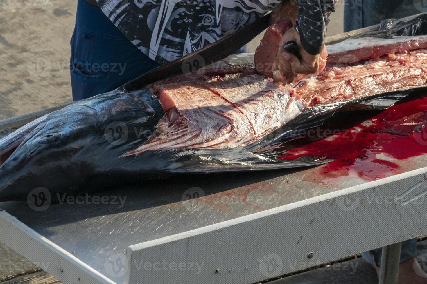 fisherman hands cutting a fresh marlin photo