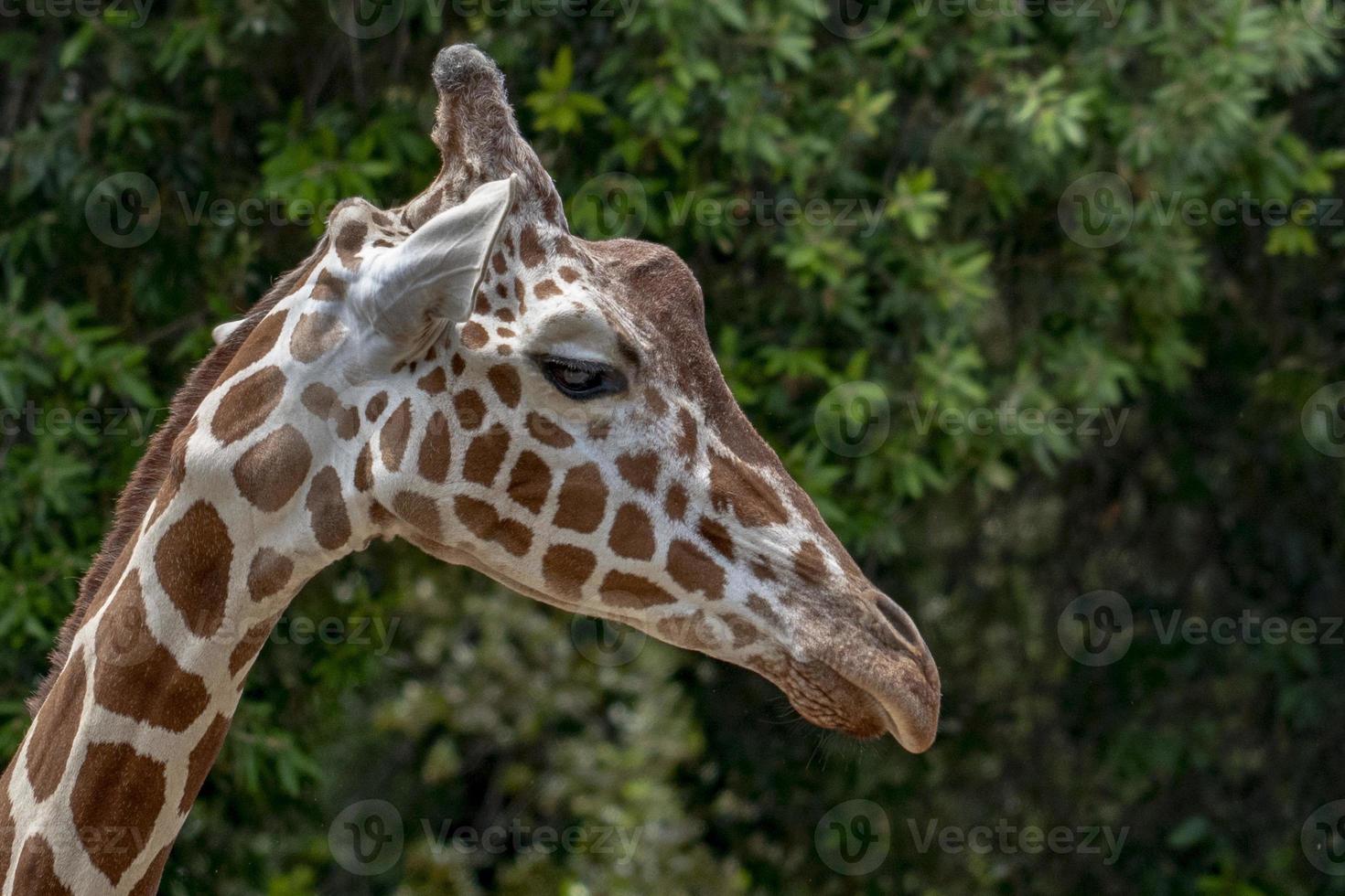 Tanzania giraffe close up portrait isolated on green photo