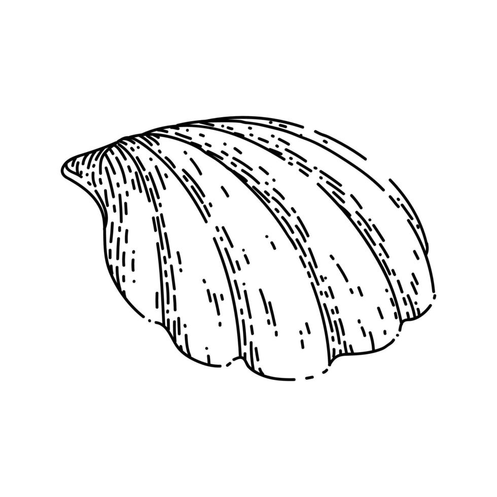 concha mar boceto dibujado a mano vector