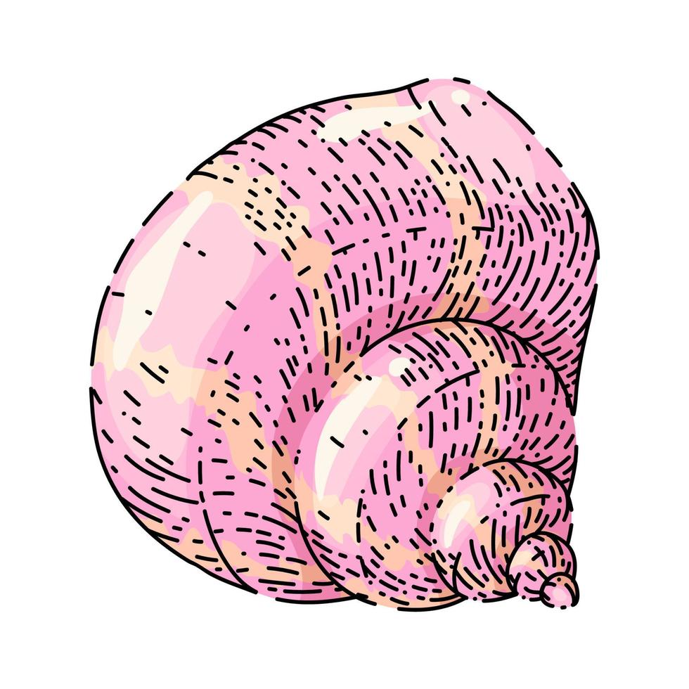 shell sea sketch hand drawn vector