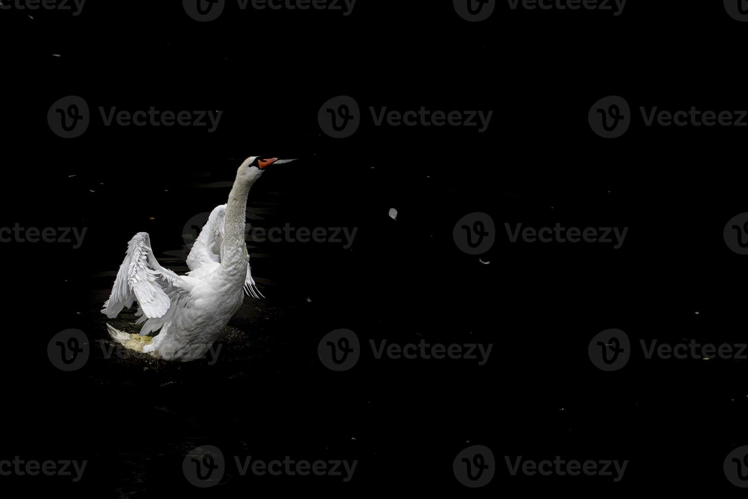 open wings Swan isolated on black photo