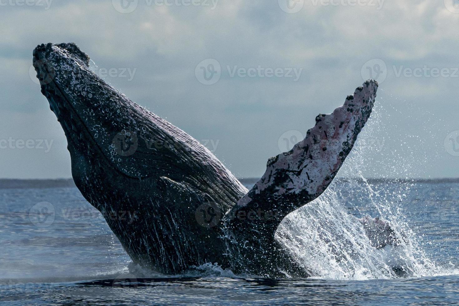 ballena jorobada saltando en cabo san lucas foto