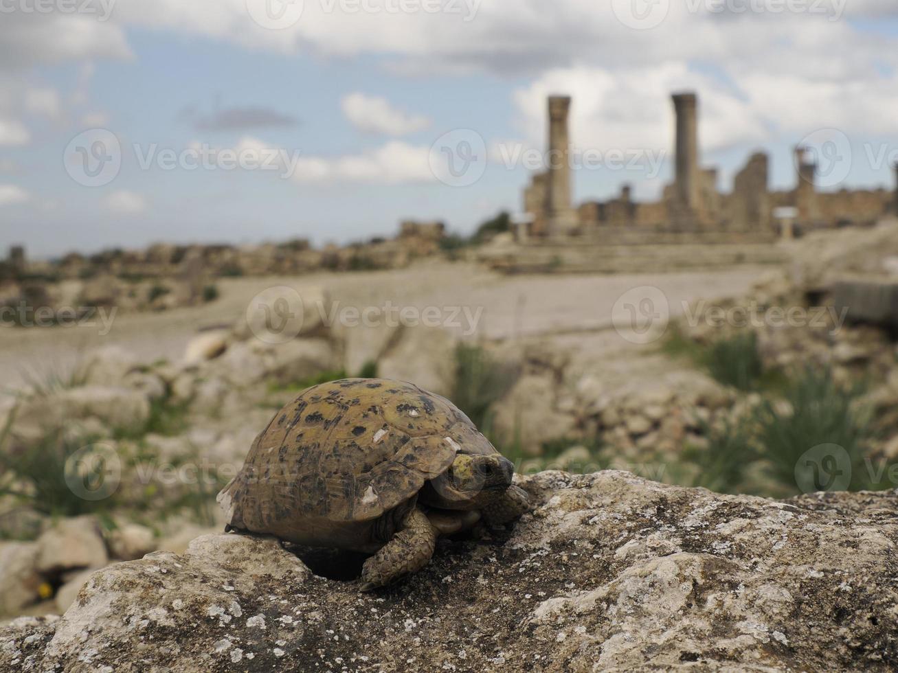 a turtle at Volubilis Roman ruins in Morocco- Best-preserved Roman ruins located between the Imperial Cities of Fez and Meknes photo