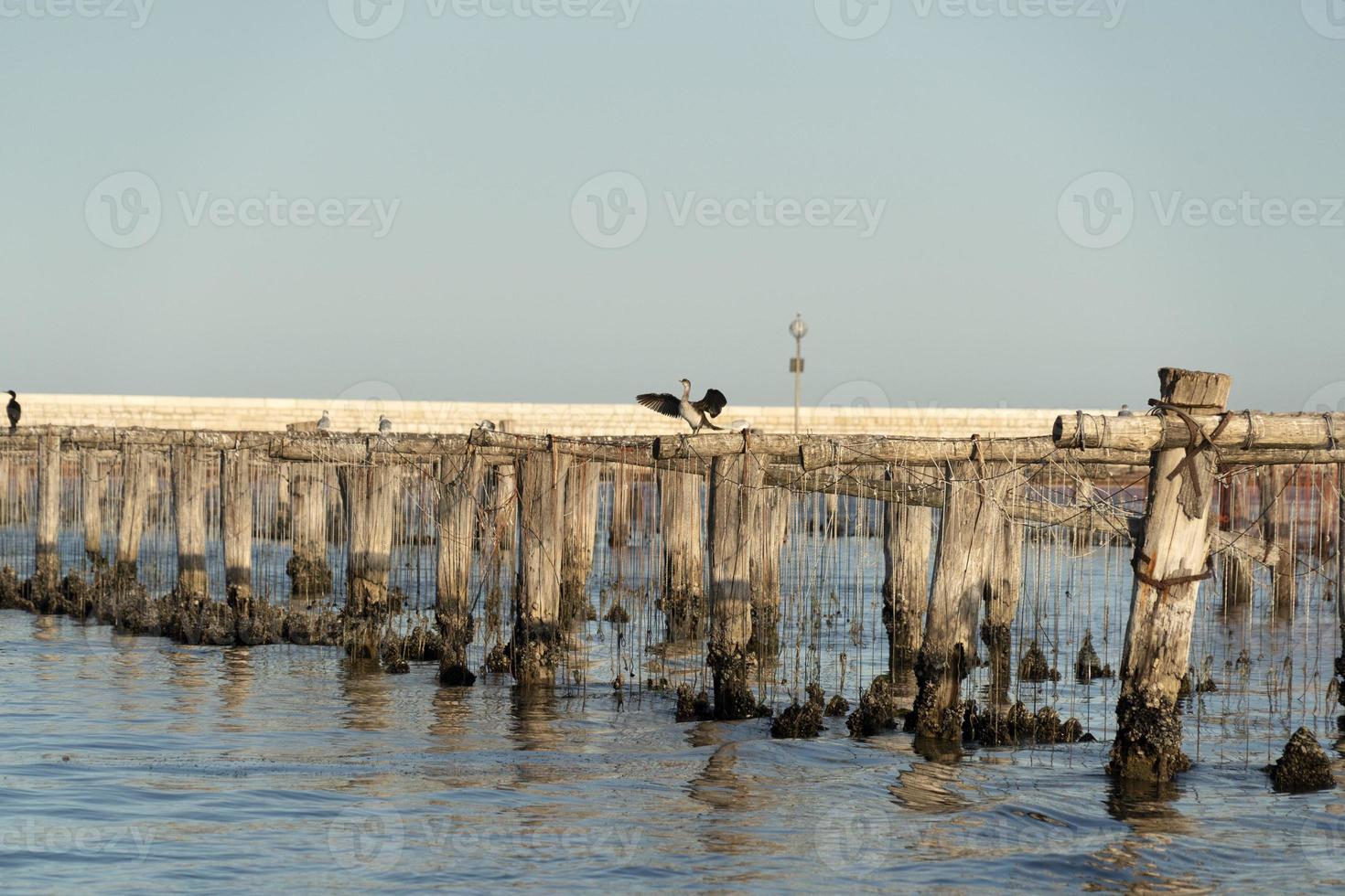 Mussels breeding in Chioggia Italy photo