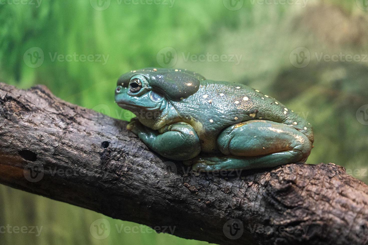 Splendid tree frog on a branch photo