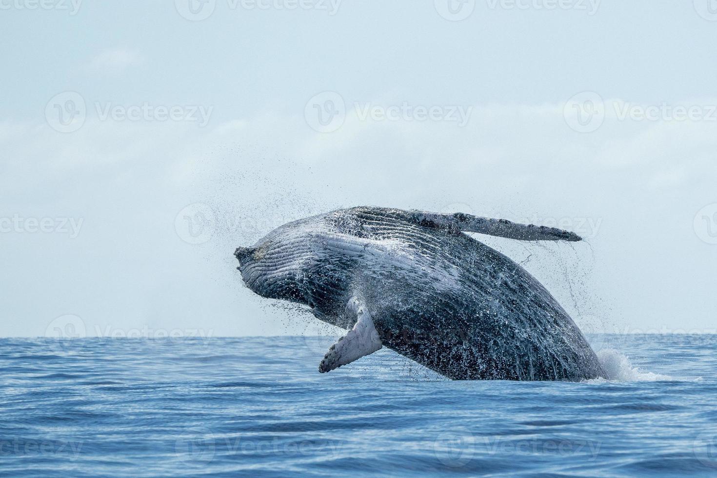 humpback whale breaching in cabo san lucas photo