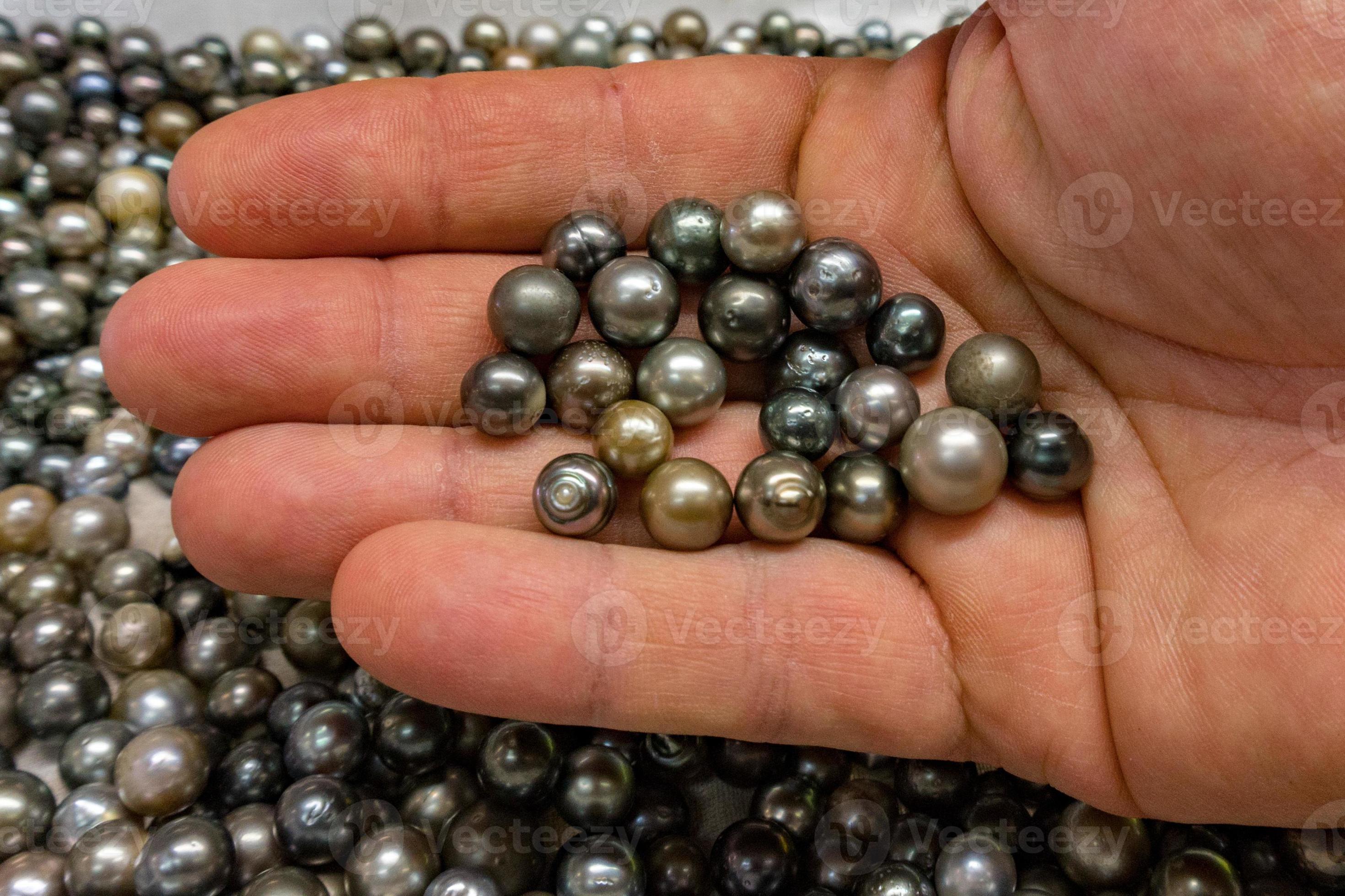 black pearls in polynesia cook islands 17408364 Stock Photo at Vecteezy