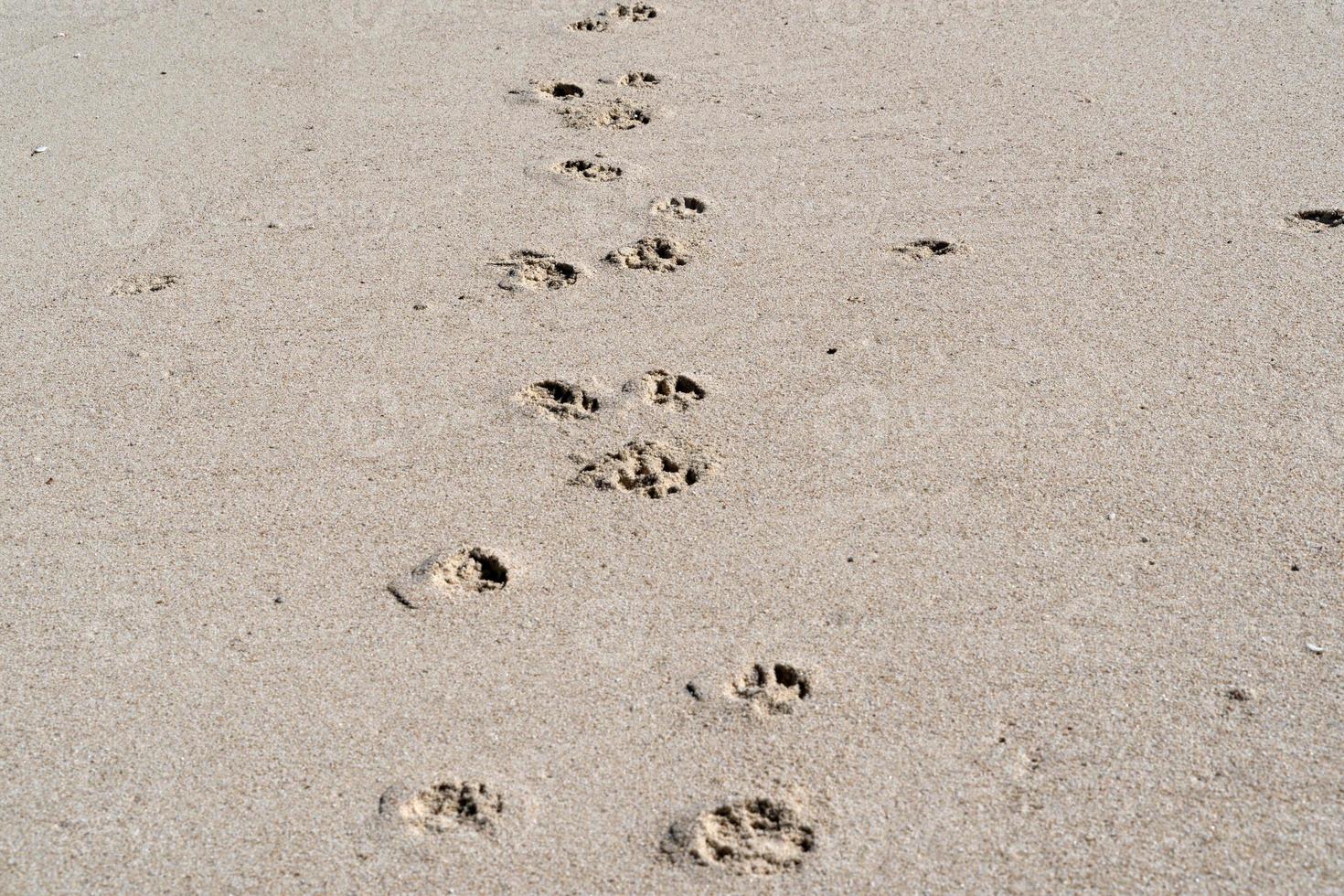 dog track on sandy beach photo