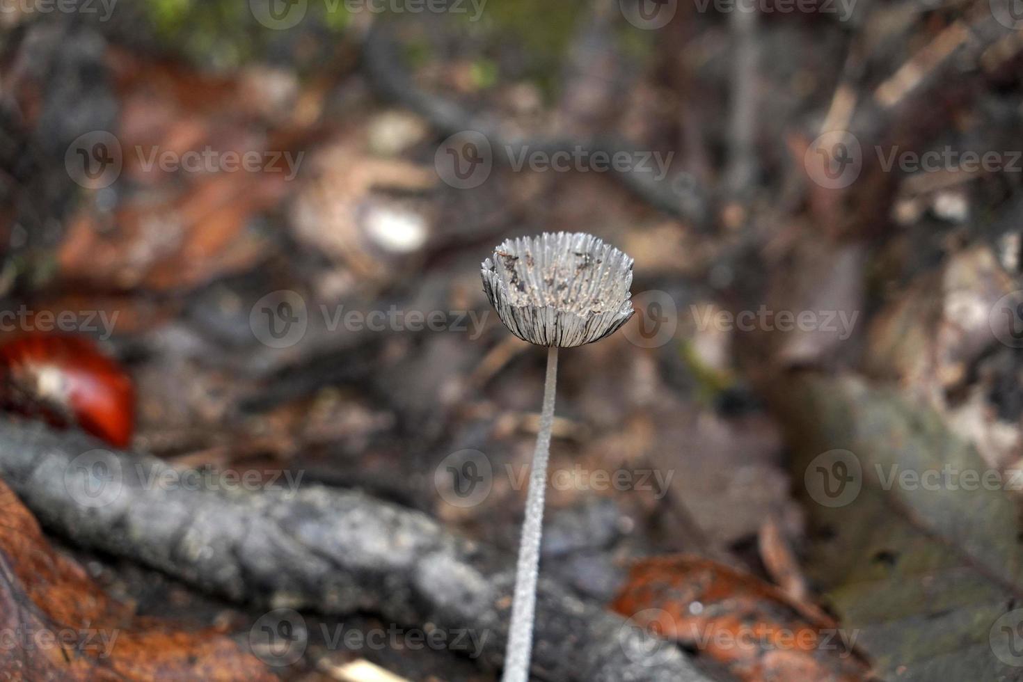 autumn mushroom in the forest photo