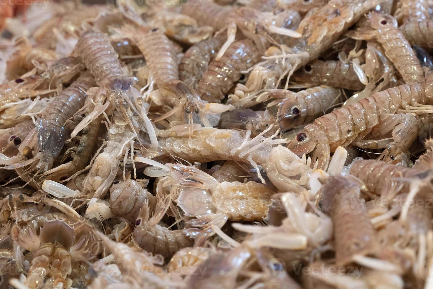 fresh sea cicada at fish market photo